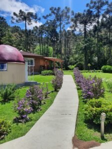 Cópia de caminho florido